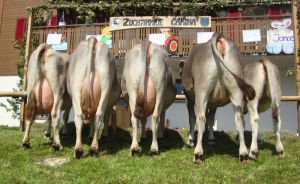 ZF Carina Riebli Toni Giswil 81A